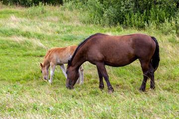 Naklejka na ściany i meble a small foal grazing in a field with green grass in the summer season