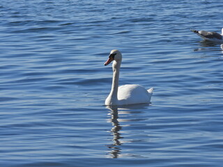 swan black sea bird water nature wild grace