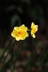 yellow flowers grow in the garden in spring