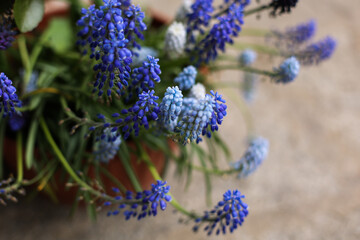 small blue flowers in a pot at home