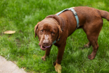 brown big dog playing with a toy on the grass