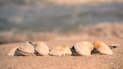 Obraz na płótnie Canvas Shellfish on a sand beach and ocean background.