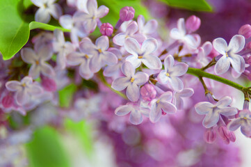 Beautiful  lilac flowers bunch  background,