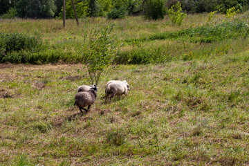 domestic sheep running in a herd on the territory of a hilly field