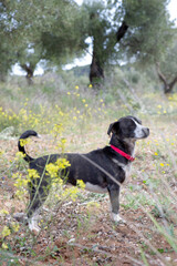 Perro en campo con lores amarillas y oliveras en vertical