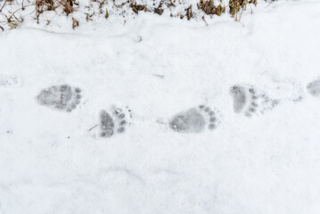Fototapeta na wymiar brown bear (Ursus arctos) tracks on snow in spring