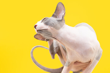 Sphynx cat scratching or itching because of fleas or skin diseases