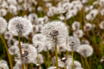 white beautiful dandelion flowers with seeds