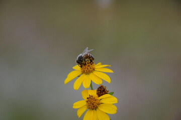 bee apis mellifera over little yellow daisy bouquet with background