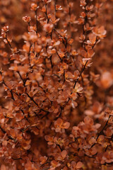 Fototapeta premium Red flowers texture