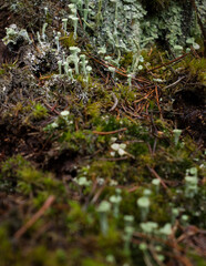Naklejka na ściany i meble Small Cladonia asahinae, Pixie Cup Lichens, growing in moss on the Palatinate Forest floor on a fall day in Germany.