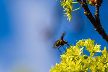 macro shot of large bee-fly (Bombylius major) in flight hovering over yellow maple blossoms collecting nectar