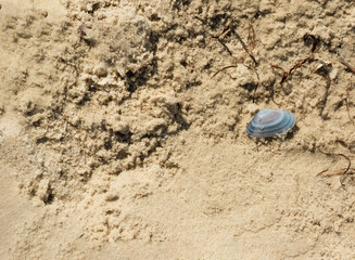 common mollusk shell isolated on sand.Sandy natural background