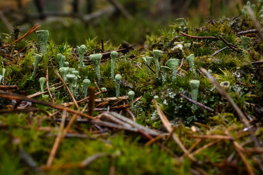 Warty green Pixie Cup Lichens growing on the floor of the Palatinate forest in Germany on a wet fall day.