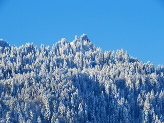 Fairytale alpine winter atmosphere and snow-covered coniferous trees on the mountain peak Bläss Chopf (Blaess Chopf or Blass Chopf, 1459 m), Nesslau - Obertoggenburg, Switzerland (Schweiz)