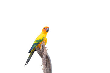 yellow-green parrot in armour of branches