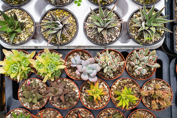 Cacti and succulents in pots. Background from cactus plants, many plants.