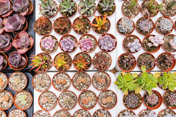 Cacti and succulents in pots. Background from cactus plants, many plants.