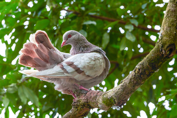 Close-up of a pigeon in a pigeon farm in the park
