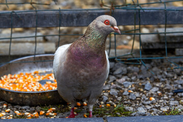 Close-up of a pigeon in a pigeon farm in the park