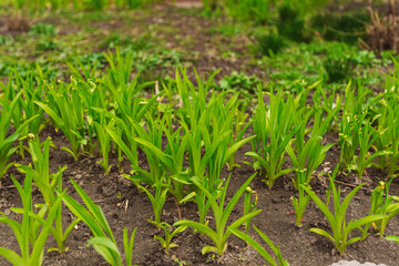 Closeup view stock photography of fresh young green plants growing outdoor on flowerbed. Flowering spring season time