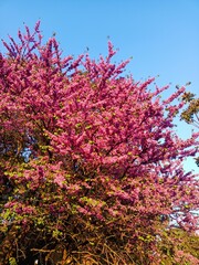pink blossom in spring