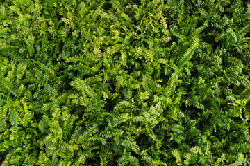 Fern wall. Background green plants fern