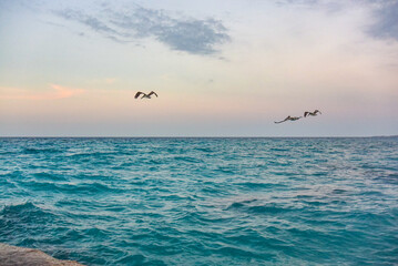 Pelicans feel great on a tropical beach in Varadero, Cuba. Pelican on Varadero beach in the evening.