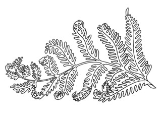 Hand drawn vector line drawing of a leaf, a branch of a fern. Illustration of wild forest plants on a white background. Design element.