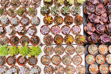 Cacti and succulents in pots. Background from cactus plants, many plants.