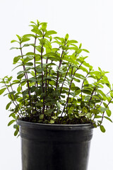 Green,fresh mints are growing in a black pot on white background