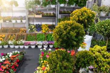 Trees, shrubs in pots for sale. Plants in the garden center.