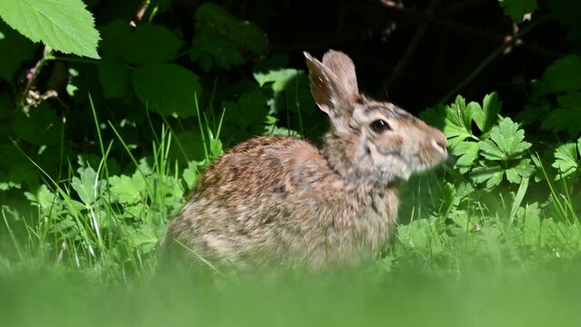Close-up portrait with copy space of an eastern cottontail rabbit (Sylvilagus floridanus) eating grass in British Columbia, Canada