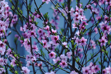 little pink flowers beautiful spring