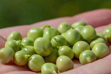 ripe green peas in a man's hand