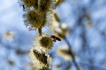 A bee collecting pollen on catkins during a sunny spring morning