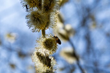 A bee collecting pollen on catkins during a sunny spring morning
