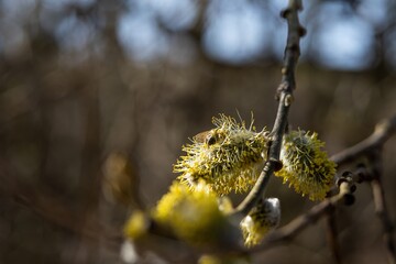 A bee collecting pollen on catkins during a sunny spring morning