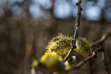A bee collecting pollen on catkins during a sunny spring morning