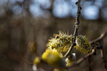 A bee collecting pollen on catkins during a sunny spring morning