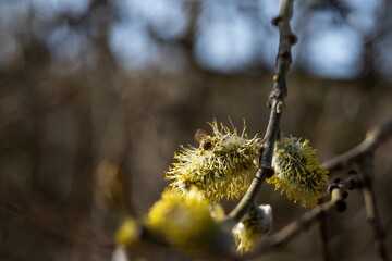 A bee collecting pollen on catkins during a sunny spring morning