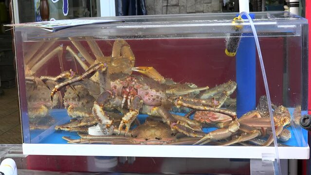 Alive King Crabs in a tank at the Jagalchi Fish Market. Busan, South Korea