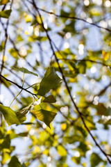 green birch foliage on trees in the spring season