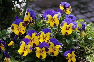 Stiefmütterchen, Blumen, Blüten, Frühling, Garten, Balkonblumen, lila