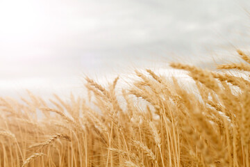 Close up golden spikelets of wheat in the field. Ripe large golden ears of wheat against the sky background of the field. The concept of rich summer harvest, farming