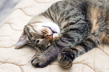 Close-up portrait of a sleeping cat on the bed