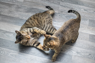 Two cats fight together on the floor in the apartment