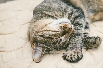 Close-up portrait of a sleeping cat on the bed