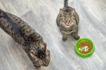 Two gray cats eat dry food on the floor. Cat food concept