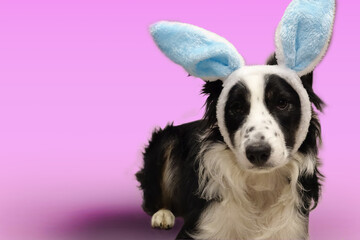 Easter Border Collie with blue bunny ears pink background